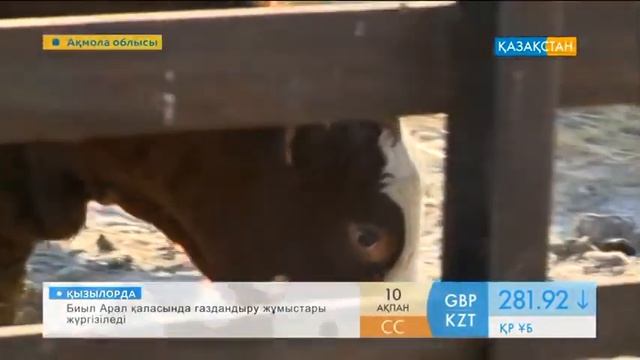 ТОО «Журавлёвка-1» хозяйство по разведению племенной Казахской белоголовой породы. смотреть онлайн