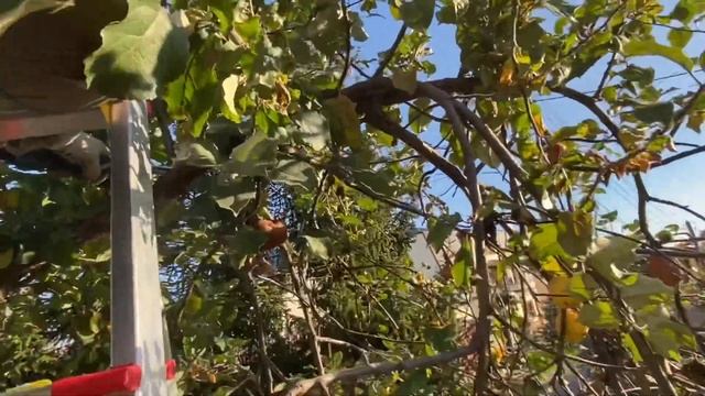 Обзор аккумуляторного секатора MAKITA DUP 361