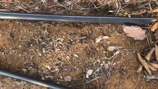 Подкормка ежевики гранулированым куриным пометом. смотреть онлайн