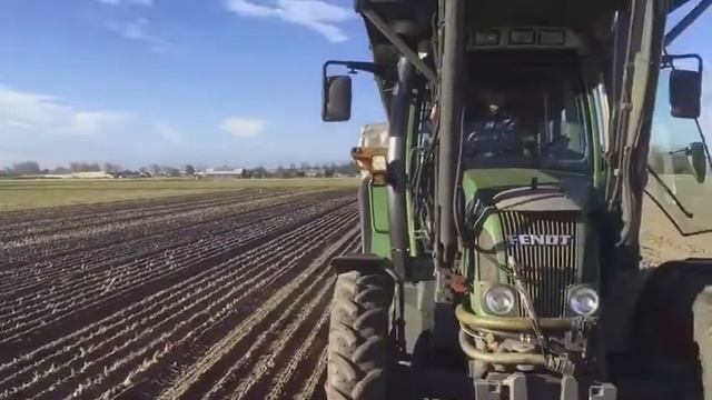 Nerine and Amarine by Agro Fleur Select смотреть онлайн