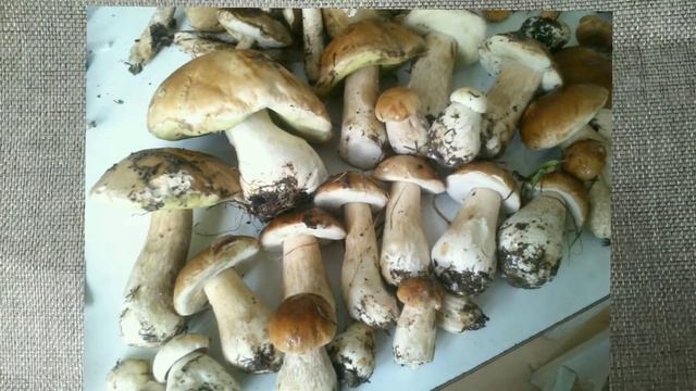 Релакс.Грибы в Подмосковье./To the forest for mushrooms.Relax смотреть онлайн