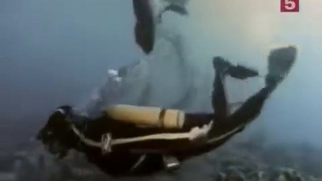 Подводная одиссея команды Кусто смотреть онлайн