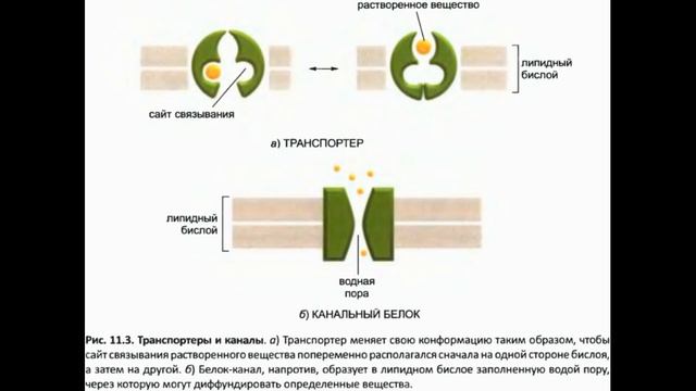 Принципы мембранного транспорта смотреть онлайн