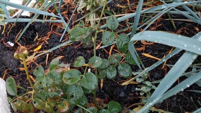 26 сентября ГОТОВЛЮ РОЗЫ К ЗИМЕ  Ждем заморозков в Сибири  Розы в саду Garden Roses