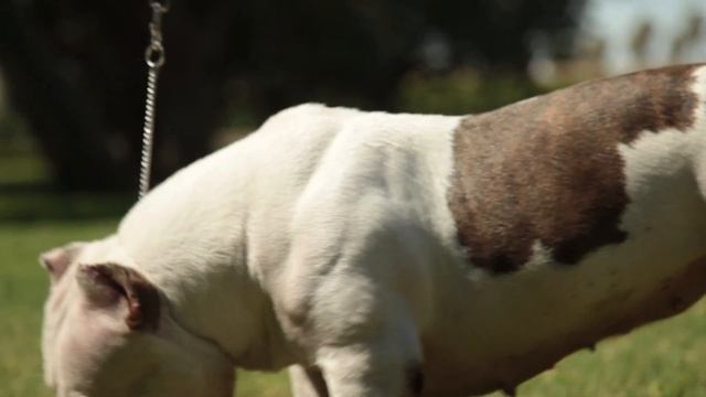 AMERICAN BULLY - PAYTON смотреть онлайн