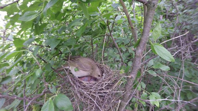 Чечевица 170618 3 в терне 19июня 34 смотреть онлайн