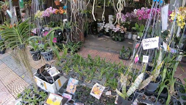 Нячанг Орхидеи на улице Ерсина! смотреть онлайн