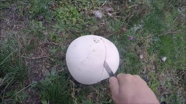 Начни выращивать такие грибы дома, в огороде, на дачном участке. Чудо грибы! смотреть онлайн