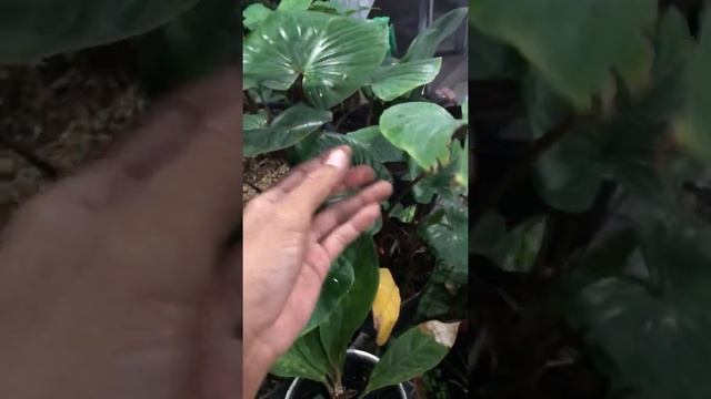 Tanaman langka Homalomena Rubescens varigata смотреть онлайн