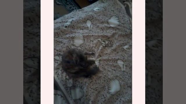 Вот что делают кошки когда просят кота.?? смотреть онлайн