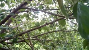 Яблоня БЕЛЫЙ НАЛИВ описание