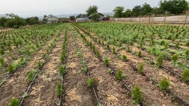 ??Высадили туи в открытый грунт!Стали партнёрами.?Расширяем бизнес!?? смотреть онлайн