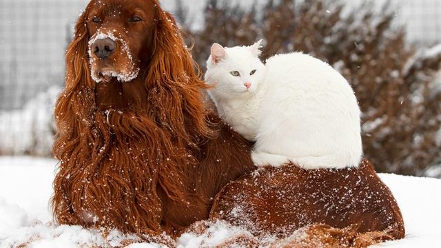 Названы самые популярные домашние животные у москвичей смотреть онлайн