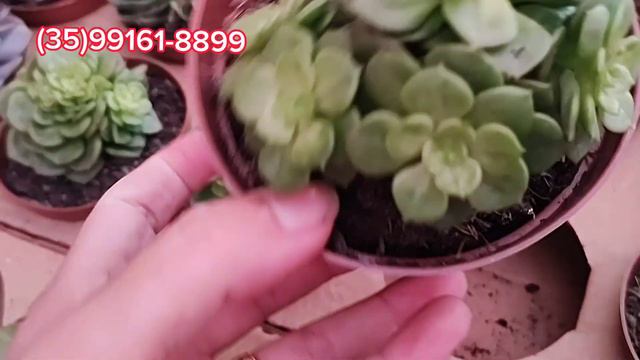 Suculentas novas no catálogo / identificação #plantas #coleção #dicasdecultivo смотреть онлайн