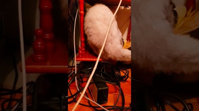 кот провинился смотреть онлайн