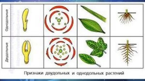 Биология 7 кл Пасечник $31 Классификация покрытосеменных