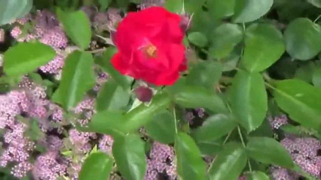 Цветы. Музыка Сергея Чекалина. Flowers. Music By Sergei Chekalin.