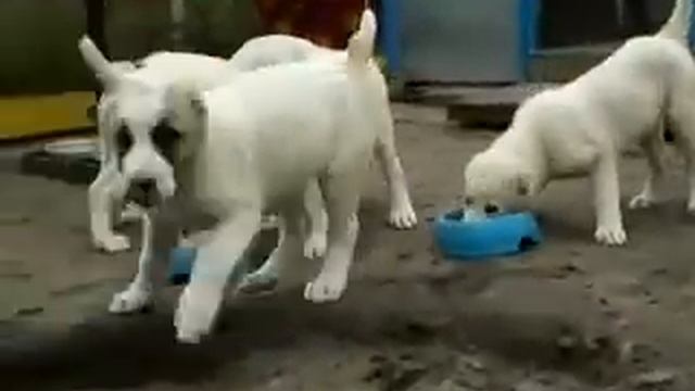 кормление щенков прикол