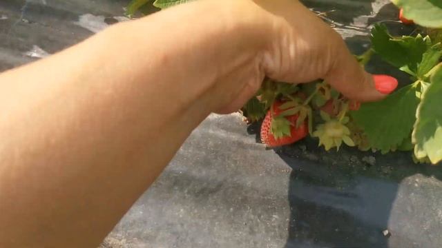 Земляника Квики. Самый первый, самый ранний. смотреть онлайн