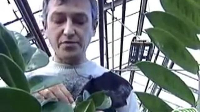 Щитовка Борьба с щитовкой на комнатных растениях смотреть онлайн