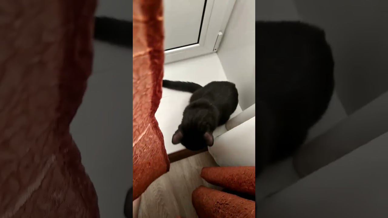 мой #кот черныш | #HD and #HQ mores смотреть онлайн