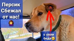 Удалось ли Персику снять бирку? и отвезти на передержку? Нашла опять истощенных собак на трассе♀️