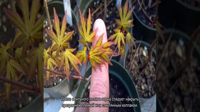 Бонсай клен — выращивание из семян в домашних условиях смотреть онлайн