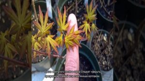 Бонсай клен — выращивание из семян в домашних условиях