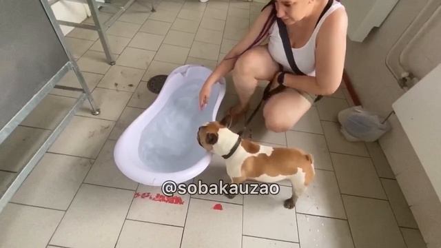 Шанти срочно ищет хозяев! Приют «Щербинка» SOBAKA-UZAO.RU 89055523195 смотреть онлайн