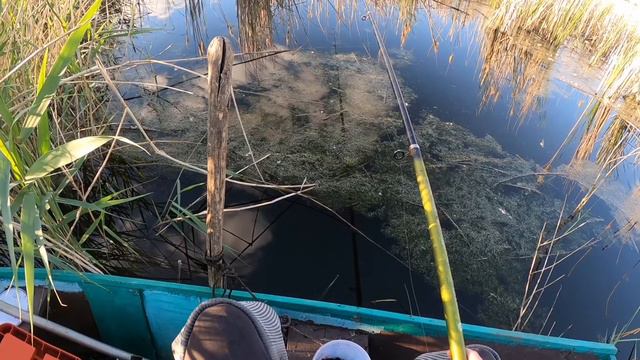 Летняя рыбалка на карася. Sommer Angeln auf Karpfen. Summer fishing for carp. смотреть онлайн
