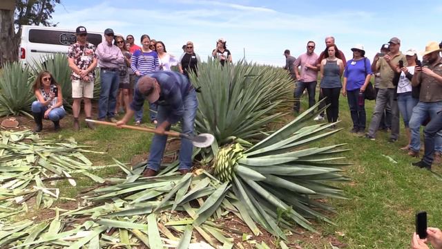 Agave Cut Demo смотреть онлайн