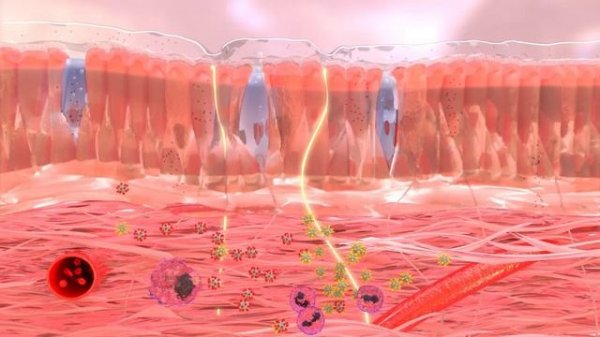Bionorica. Бронхипрет. Двойной эффект