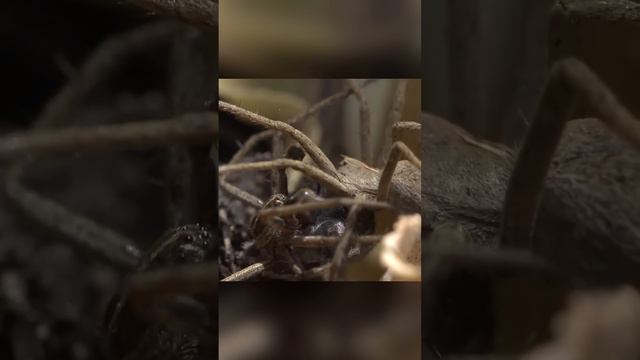 Вот что делает паук, чтобы самка его не съела смотреть онлайн