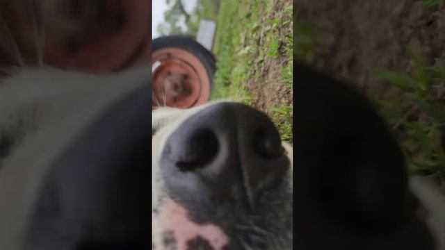 Наш пëс Граф смотреть онлайн