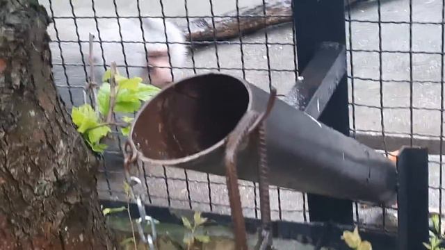 Гамадрил Джони ругается и дразнится. # Тайган смотреть онлайн