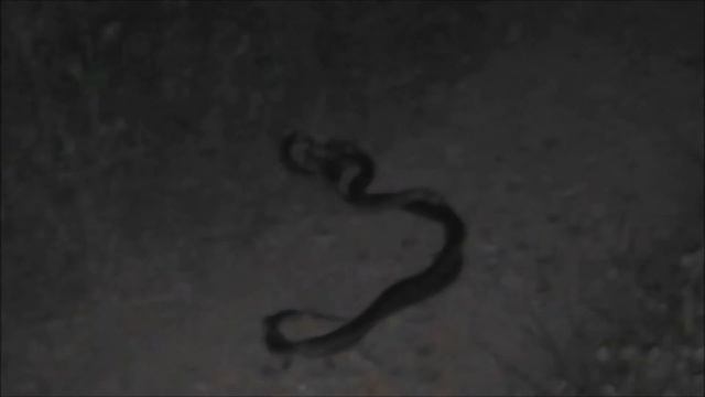 Snake Eirenis modestus Θαμνόφιδο ζευγάρωμα смотреть онлайн
