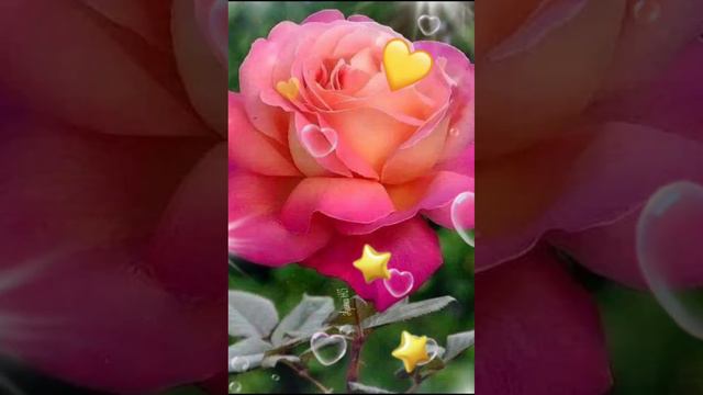 ДОБРЫЙ ВЕЧЕР 💖🙋♀️💖🍾🥂🍹🌷🌹🌷