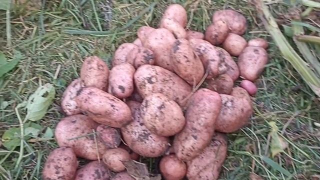 КАРТОФЕЛЬ САРПО МИРА КОЛЛЕКЦИЯ ЛИПАТОВА АНАСТАСИИ // Вацап для заказа 89152458159 смотреть онлайн