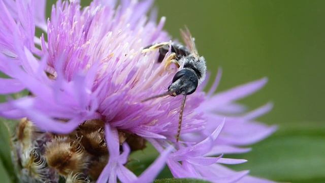 Halictus (Monilapis) compressus ♂ 2019 (Halictidae-Hymenoptera) butine Sur Centaurée смотреть онлайн