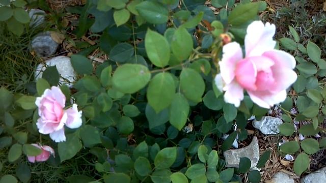 rose brother cadfael May 26, 2012 7:08 PM beautiful rose, David Austin, John and Charlotte смотреть онлайн