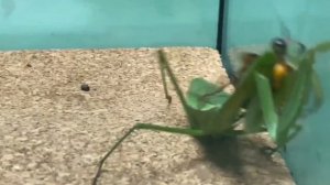 БОГОМОЛ vs ШЕРШЕНЬ БИТВА НАСЕКОМЫХ