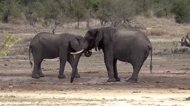 Adventure & Danger... Kruger National Park is not a Zoo. (S7-Ep4) смотреть онлайн