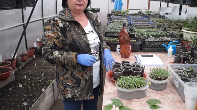 Бархатцыбархоткачернобривцытагетес как правильно пикировать.