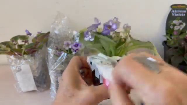 Распаковка цветущих фиалок- мини часть 2//Unpacking of blooming violets-mini part 2. смотреть онлайн