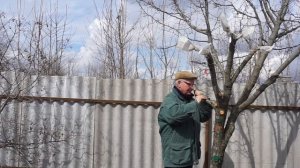 Прививка груши на боярышник весной. Результат к августу.