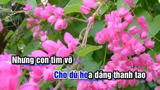 CANH HOA TIM VƠ . LÊ PHI ĐIỂU смотреть онлайн
