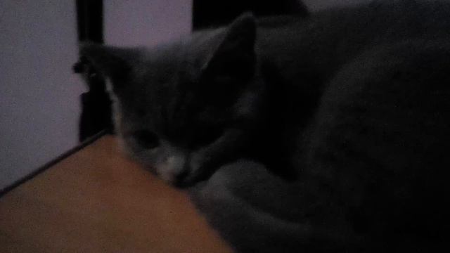 Котенок лежит на столе смотреть онлайн