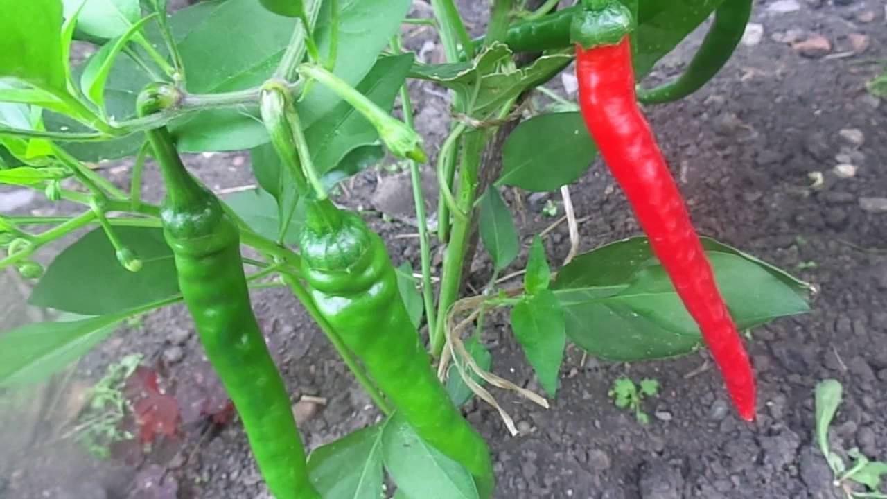 Острые Перцы в Открытом Грунте - Выращивание и Уход на Урале. смотреть онлайн