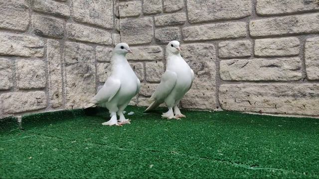 🟢 İstanbul Canlı Güvercin Mezatı Engin Karagül 🟢