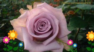 Роза чайно-гибридная Авант-гарде. Краткий обзор, описание характеристик Avant-garde